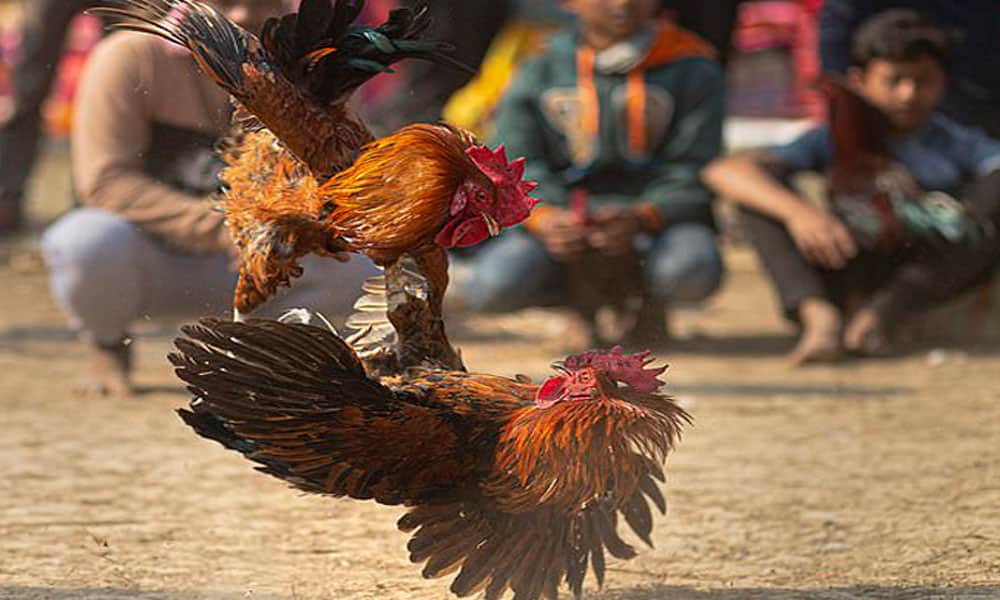 Đá gà nòi đòn có gì khác biệt với đá gà nòi chuyên đá cựa sắt