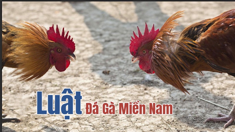 Luật đá gà